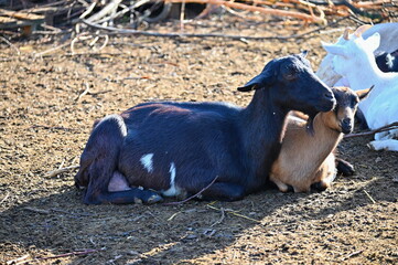 Beautiful goats on the farm. Concept for animals and agriculture.