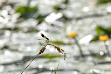 A beautiful demoiselle damselfly perched on a a grass stalk at the edge of a river