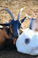 Beautiful goats on the farm. Concept for animals and agriculture.