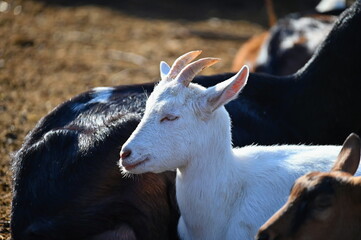 Beautiful goats on the farm. Concept for animals and agriculture.