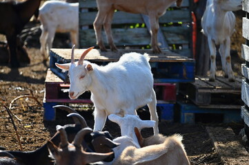 Beautiful goats on the farm. Concept for animals and agriculture.