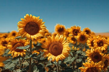 Obraz premium Vibrant sunflowers in a field against a clear sky
