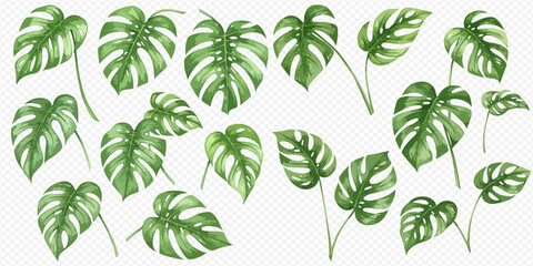 Watercolor painting of various Monstera leaves in different sizes and orientations isolated on a transparent background. © studio