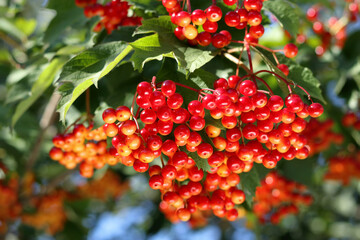 Viburnum opulus berries, red fruit clusters, green foliage, sunlight, autumn harvest, natural food, herbal remedy, garden plant, wildlife food source, botanical macro, countryside nature