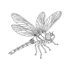Detailed Dragonfly Line Art Illustration on White Background 2.