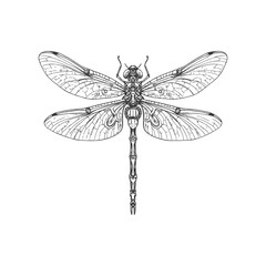 Detailed Dragonfly Line Art Illustration on White Background.