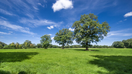 Solitärbaum Agrarlandschaft Wiesen