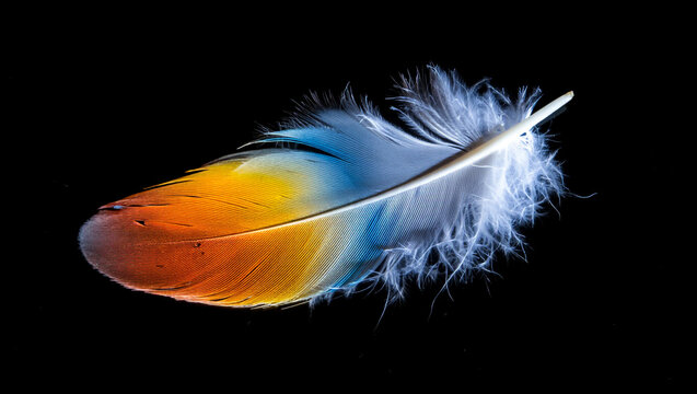 A close-up of a colorful bird feather, showcasing its intricate structure and vibrant hues of orange, yellow, blue, and white.