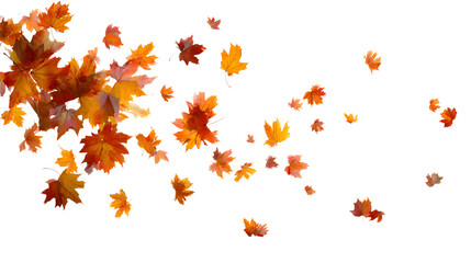 Autumn Maple Leaves Falling, isolated on transparent background