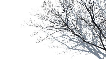 Bare Tree Branches and Shadow, isolated on transparent background