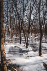 A tranquil winter scene of a frozen river in a sparse forest, where bare trees stand frozen in a sheet of ice, creating a serene and mystical landscape.