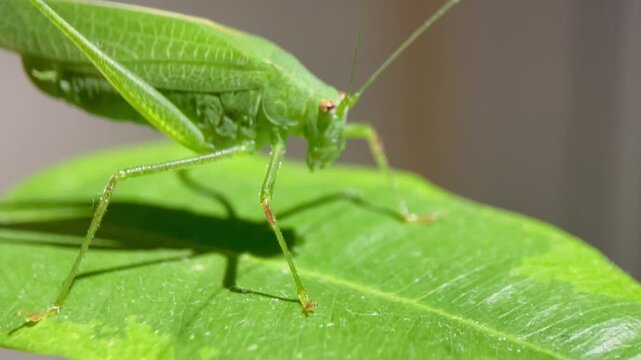 Macro shot of a green grasshopper cleaning its antennae on a green leaf