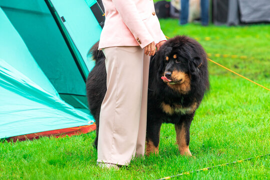 A majestic Tibetan Mastiff with a thick black mane stands calmly next to its handler at a dog show.