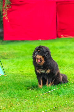 A majestic Tibetan Mastiff with a thick black mane stands calmly next to its handler at a dog show.