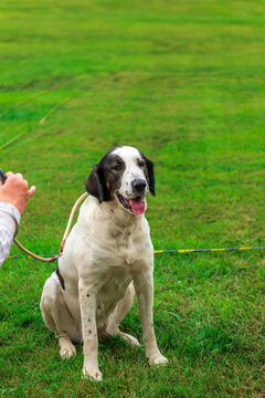 A happy, black-and-white spotted dog sits on a green lawn, panting with a joyful expression.