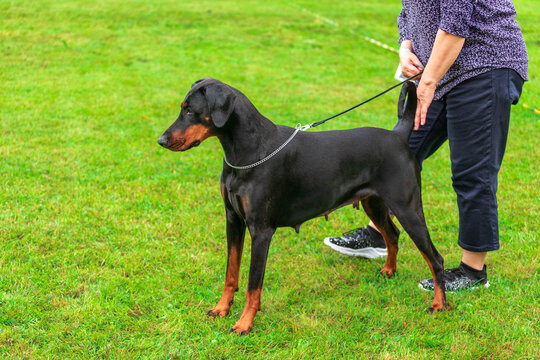 A beautiful Doberman Pinscher in a show pose, standing alertly with its handler on a green lawn