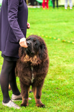 A majestic Tibetan Mastiff looks up at its handler with a calm and trusting expression at a dog show.