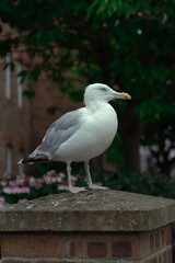 Obraz premium A close-up shot of a seagull perched on a stone post, with a blurred brick building and a signpost in the background. The seagull is the main focus, with sharp details on its feathers.
