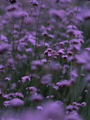 Fototapeta premium Purple verbena flowers close up in England