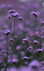 Close up photo of purple verbena bonariensis flowers with blurred background. Taken in England.