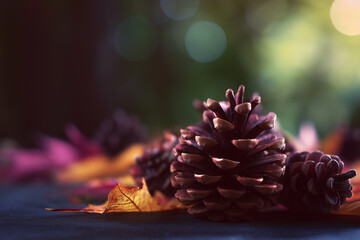 Fall Season Nature Still Life with Pinecones