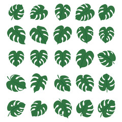 Hand Drawn Monstera Leaf Illustration Set &ndash; Tropical Botanical Line Art Collection