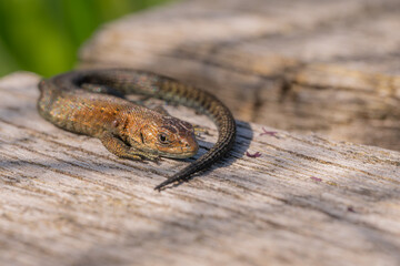 Viviparous lizard basking on wooden surface in sunlight