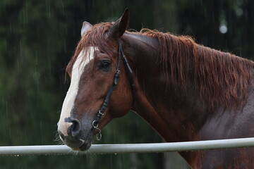 Wet horse sad in summer rain on ranch