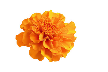 Bright Orange Marigold Flower isolated on white transparent background