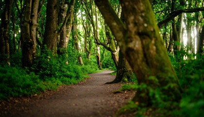 Obraz premium A pathway winds through a dense forest of tall trees, bathed in the soft, natural light of a sunny day.