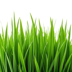 Fototapeta premium Vibrant green grass blades isolated on white background