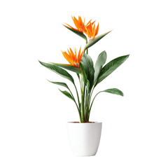 Vibrant orange bird of paradise plant in a white pot