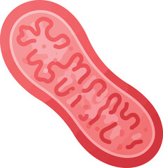 Detailed illustration of a mitochondrion the powerhouse of the cell showcasing its internal structure and cristae for energy production
