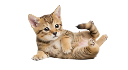Cute tabby kitten lying on its back isolated on transparent background