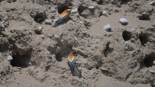 Colorful bird and wildlife outdoors. Building a bird's nest. The European bee-eater (Merops apiaster) in its natural habitat. A strikingly beautiful, colorful bird that flies very well and spends the 