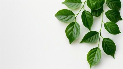 Vibrant green leaves arrangement studio botanical photography minimalistic close-up nature aesthetics