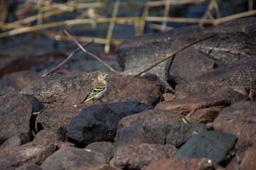 lizard on the stone
