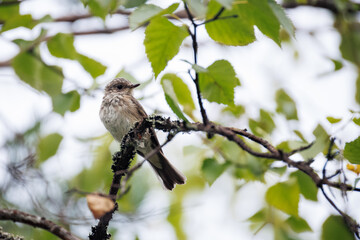 bird on a branch