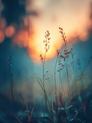 Obraz premium Meadow grass silhouette against sunset light in a dreamy landscape low angle nature photography