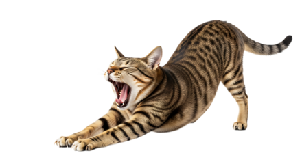 A tabby cat is yawning and stretching isolated on transparent background