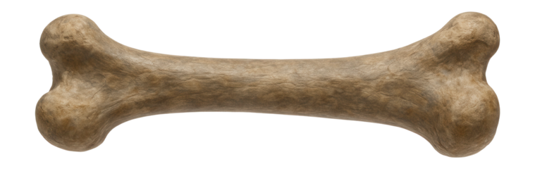 Hadrosaurid femur with robust shaft and expanded joint surfaces