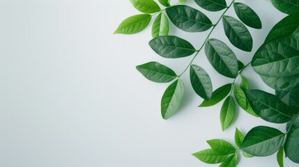 Lush green leaves arrangement indoor setting nature photography minimalist background close-up view organic aesthetics