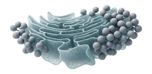 Fragment of rough endoplasmic reticulum with attached polyribosomes