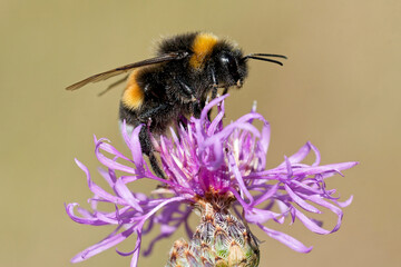 Dunkle Erdhummel auf der Wiesenflockenblume