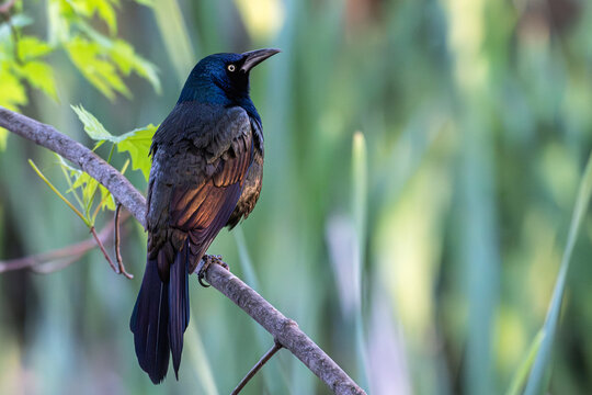 Common grackle perched on a branch, sunlight reflecting off its iridescent feathers,