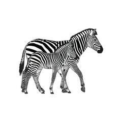 Obraz premium A mother zebra and her foal walk together, showcasing their distinctive black and white stripes.