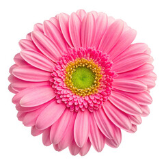 pink gerber daisy isolated on white background