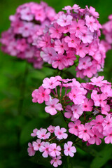 Colorful flowers in summer garden