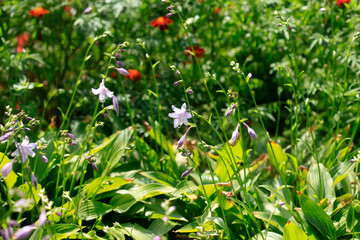 Colorful flowers in summer garden