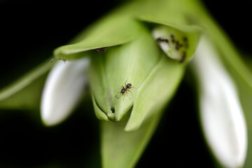 Tiny ants sitting on flower